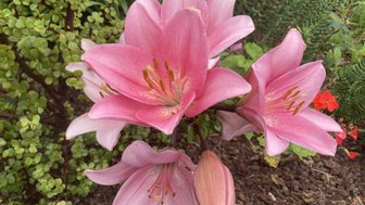 Eine Gruppe von leuchtend rosa Lilienblüten, umgeben von grünem Laub und bunten Pflanzen im Hintergrund.