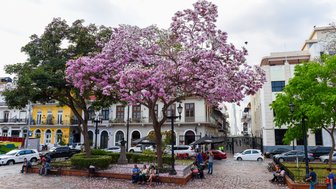 Ein rosa blühender Baum ziert die Straße und ist umgeben von Sitzmöglichkeiten