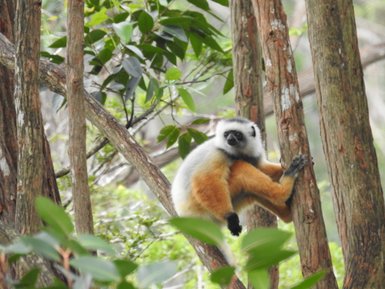 Ein Sifaka sitzt auf einem Baumstamm und schaut neugierig in die Kamera, umgeben von üppigem Grün.