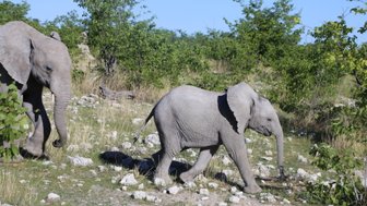 Eine Elefantenmutter läuft mit ihrem Jungtier über Steine - Namibia Familienurlaub
