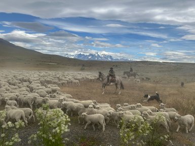Eine große Schafherde weidet in einer weiten Landschaft, während Reiter und Hunde sie in der Ferne begleiten.