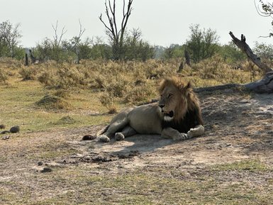 Ein majestätischer Löwe liegt entspannt auf dem Boden, umgeben von einer trockenen Savanne und spärlichem Buschwerk.