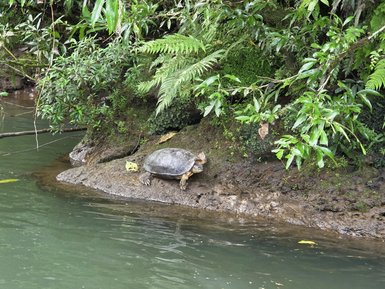Eine Schildkröte sitzt am Ufer eines ruhigen Flusses, umgeben von üppigen grünen Pflanzen und Farnen.