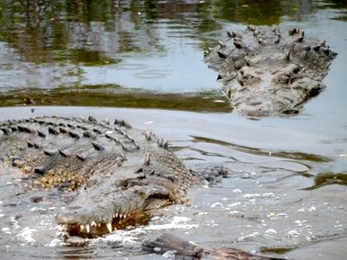 Krokodile liegen teilweise im Wasser versteckt – Mexiko Familienreise