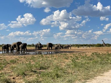 Elefanten, Giraffen und Zebras an einem Wasserloch - Namibia Urlaub mit Kindern