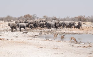 Mehrere Tier versammeln sich zum Trinken an einem Wasserloch - Namibia Familienurlaub