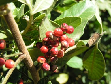 Eine Ansammlung von leuchtend roten Beeren wächst an einem grünen Strauch, umgeben von glänzenden Blättern.