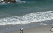 Pinguine am Boulders Beach in Simon´s Town - Südafrika for family individuell - Südafrika mit Kindern individuell bereisen