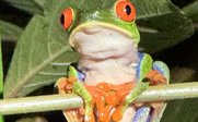 Ein grüner Frosch sitzt auf einem Ast umgeben von Blättern - Costa Rica for family individuell - Costa Rica mit Kindern