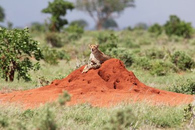 Ein Gepard sitzt entspannt auf einem roten Erdhügel, umgeben von grüner Savanne und Bäumen im Hintergrund.