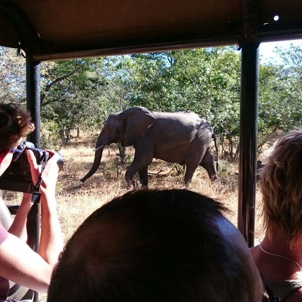 Ein Jugendlicher fotografiert einen Elefanten, während er in einem offenen Fahrzeug in der afrikanischen Savanne sitzt.