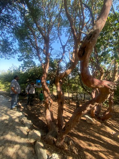 Ajloun Trekkingtour mit Fruchtbaum - Jordanien Urlaub mit Kindern