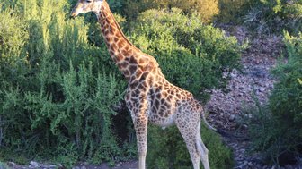 Giraffe steht vor grüner Landschaft in der Buffelsdrift Game Lodge – Garden Route Reise mit Kindern