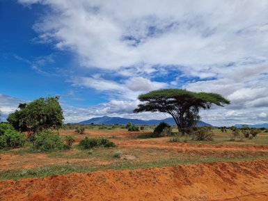 Eine weite Landschaft mit rotem Boden, grünen Sträuchern und einem markanten Baum unter einem strahlend blauen Himmel.