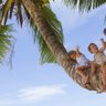 Drei fröhliche Kinder sitzen auf einem dicken Baumstamm, umgeben von Palmen und strahlend blauem Himmel.