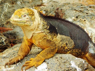 Eine gelbe und schwarze Leguanart sitzt auf einem grauen Felsen, umgeben von einer rauen, natürlichen Umgebung.