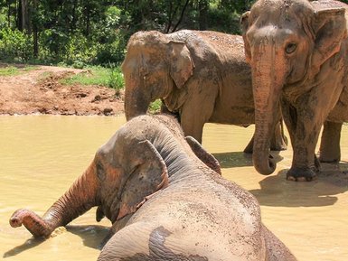 Elefanten genießen ein erfrischendes Bad im Fluss – Thailand Reise mit Kindern