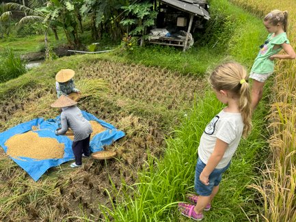 Kinder schauen interessiert den Anbau auf einer Reisplantage – Indonesien Reise mit Kindern