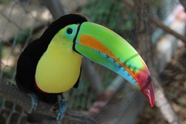 Farbenprächtiger Tukan mit markantem Schnabel – Costa Rica Familienreise