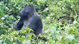 Ein Gorilla sitzt in einem dichten, grünen Dickicht und schaut aufmerksam in die Umgebung.