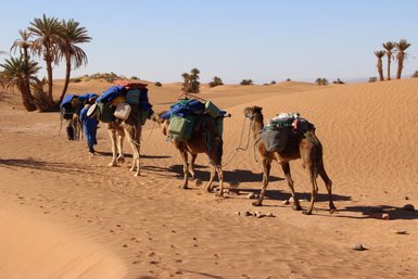 Kamele tragen Taschen durch die Dünen der Sahara – Marokko Familienreise