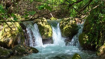 Ein klarer Wasserfall fließt über moosbedeckte Steine, umgeben von üppigem, grünem Laub und dichten Ästen.