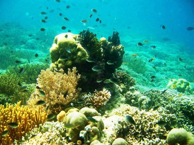 Farbenfrohe Fische und Korallen in der Unterwasserwelt rund um Nusa Lembongan – Bali Reise mit Kindern