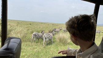 Ein Junge sitzt in einem Geländewagen und beobachtet eine Gruppe von Zebras, die durch die weite Savanne ziehen.