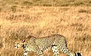 Gepard in trockener Graslandschaft - Tansania for family