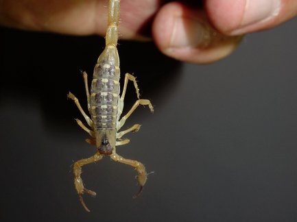 Eine Hand hält einen kleinen Skorpion, der mit seinen Scheren droht, während der Hintergrund dunkel ist.