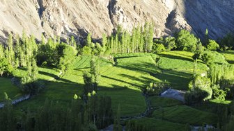 Eine üppige grüne Landschaft mit sanften Hügeln, umgeben von hohen Bäumen und schattigen Bereichen, die Ruhe ausstrahlen.
