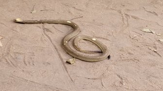 Schlange windet sich vorsichtig über den heißen Sand in der südafrikanischen Savanne – Südafrika mit Kindern