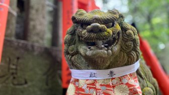 Ein steinerner Löwenhund mit einem bunten, gemusterten Gewand steht vor roten Torii-Toren in einer grünen Umgebung.