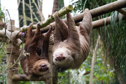 Faultiere hängen gemütlich an einem Ast im dichten Regenwald – Costa Rica Reise mit Kindern