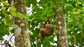 Faultier hängt entspannt an einem Ast im Jaguar Rescue Center bei Puerto Viejo de Talamanca – Costa Rica Familienreise