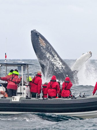 Eine Gruppe von Touristen in roten Anzügen beobachtet einen riesigen Buckelwal, der aus dem Wasser springt.