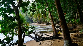 Dichte, grüne Vegetation umrahmt einen ruhigen Strand mit sanften Wellen, die den sandigen Uferbereich umspülen.
