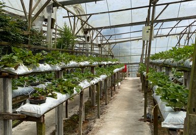 Pflanzen gedeihen in einem gepflegten Gewächshaus in den Cameron Highlands – Malaysia & Borneo mit Kindern