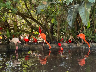 Rosaflamingos im Birds of Eden – Garden Route Reise mit Kindern
