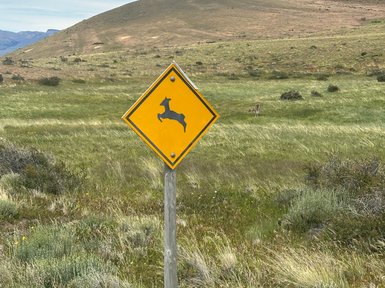 Ein gelbes Warnschild zeigt ein springendes Lama vor einer weiten, grünen Landschaft mit sanften Hügeln im Hintergrund.