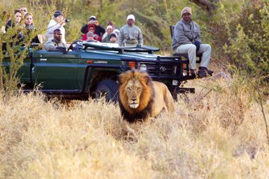 Eine Reisegruppe beobachtet aus dem Jeep einen Löwen in freier Wildbahn – Südafrika Reise mit Kindern