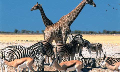 Eine Gruppe bestehend aus mehreren Tierarten steht nebeneinander in der Landschaft - Namibia mit Kindern