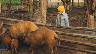 Junge sieht Wildschweine auf der Skeiding Guest Farm – Südafrika Familienreise