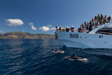Eine Gruppe von Menschen beobachtet begeistert Delfine, die neben einem Boot im klaren blauen Wasser schwimmen.
