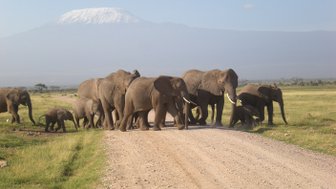 Eine Herde von Elefanten überquert eine staubige Straße, während der schneebedeckte Kilimandscharo im Hintergrund sichtbar ist.