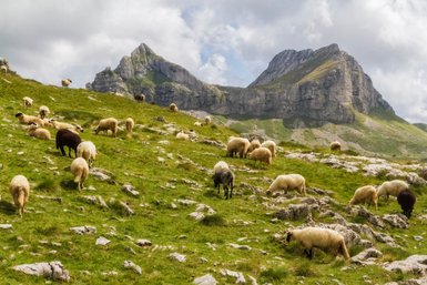 Eine Herde Schafe steht auf einer Wiese