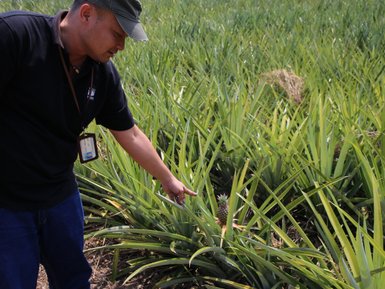 Reiseleiter erklärt die Ananaspflanze in tropischer Umgebung – Thailand Familienreise