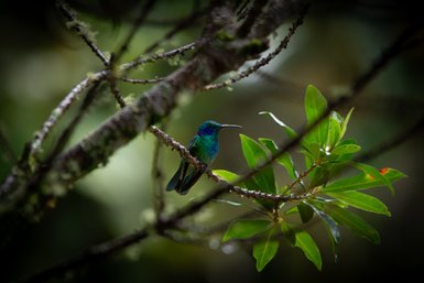 Ein lebhaft gefärbter Kolibri sitzt auf einem Ast zwischen satten, grünen Blättern in einer dichten Waldumgebung.