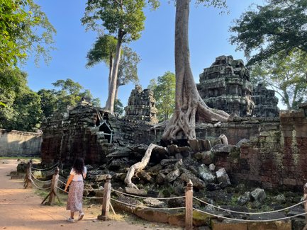 Wurzelbaum umschlingt die Ruinen von Angkor Wat – Kambodscha Familienreise