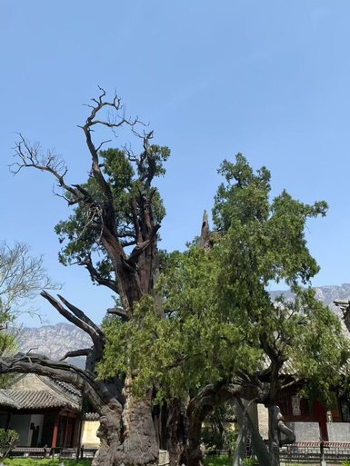 Ein majestätischer, alter Baum mit verdrehten Ästen und üppigem Laub steht vor einem klaren blauen Himmel.